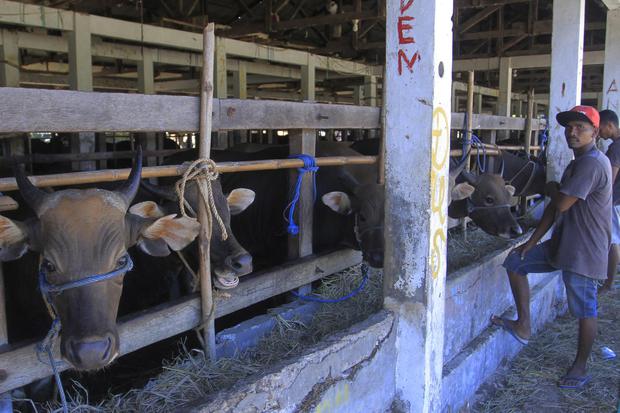 Petugas memeriksa sapi-sapi yang ditampung di kadang milik Karantina Hewan Kupang sebelum dikirim ke Banjarmasin dan DKI Jakarta di Kupang, NTT,Selasa (10/5/2022). Sapi-sapi NTT yang dikirim menggunakan kapal kargo dan melewati Jawa Timur terancam tidak d