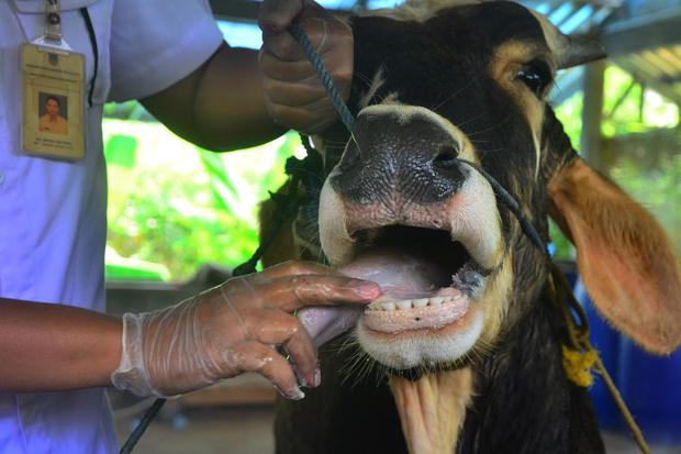 Dokter hewan memeriksa kesehatan hewan sapi di tempat peternakan, Desa Besito, Gebog, Kudus, Jawa Tengah, Kamis (12/5/2022). 