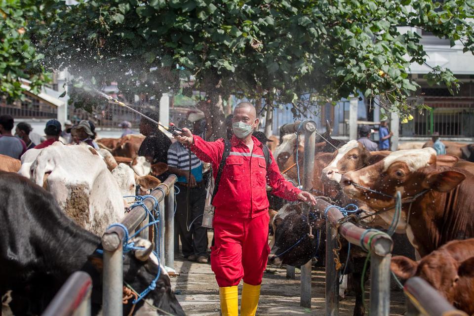 Petugas Dinas Pertanian dan Perikanan (Dispertan) Sukoharjo menyemprotkan cairan disinfektan ke arah sapi yang diperjualbelikan di Pasar Hewan Bekonang, Sukoharjo, Jawa Tengah, Sabtu (14/5/2022). Penyemprotan dan pemeriksaan di pasar hewan tersebut untuk 