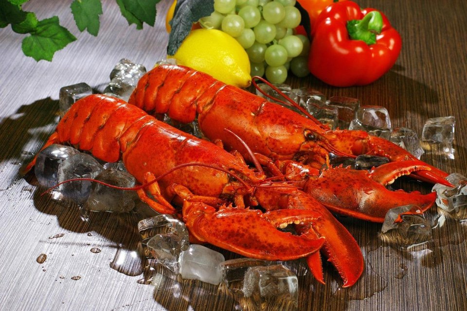 manfaat lobster