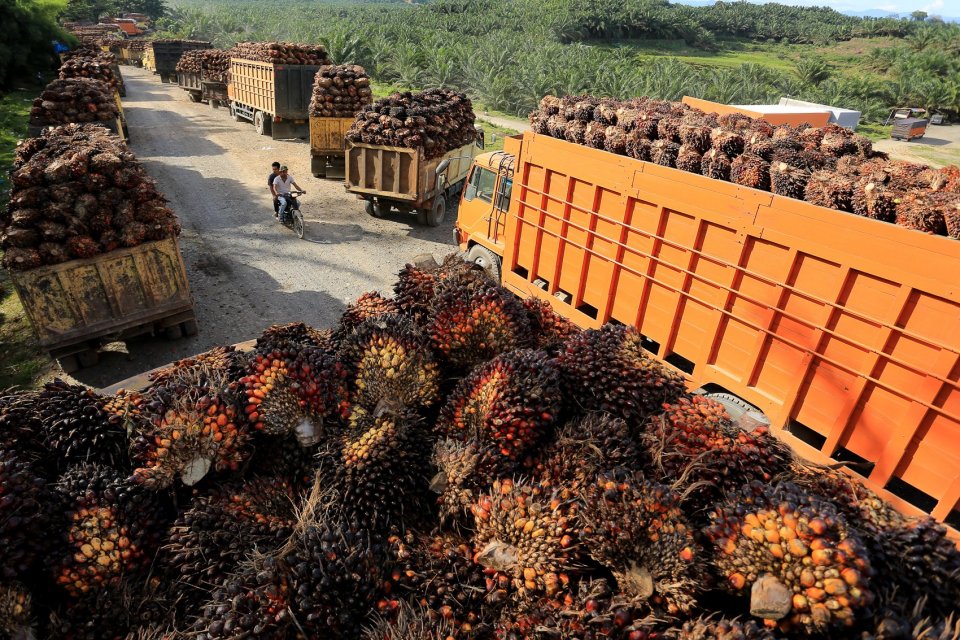 Sejumlah truk pengangkut Tanda Buah Segar (TBS) kelapa sawit mengantre untuk pembongkaran di salah satu pabrik minyak kelapa sawit milik PT.Karya Tanah Subur (KTS) Desa Padang Sikabu, Kaway XVI, Aceh Barat, Aceh, Selasa (17/5/2022). Harga jual Tanda Buah 