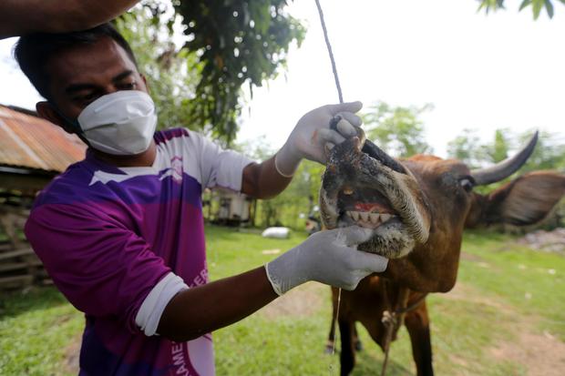 Petugas posko Penyakit Mulut dan Kuku (PMK) Pemkab Aceh Besar memperlihatkan mulut sapi milik warga yang luka akibat terinfeksi PMK saat melaksanakan pengobatan di Montasik, Aceh Besar, Aceh, Sabtu (21/5/2022). Berdasarkan data sementara dari Dinas Petern