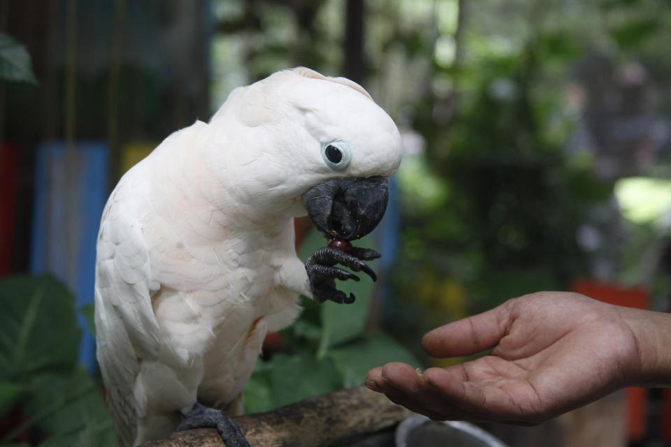 Petugas memberi makan satwa burung kakak tua putih (Cacatua alba) di Taman Satwa Taru Jurug (TSTJ) di Solo, Jawa Tengah, Minggu (22/5/2022). Tanggal 22 Mei diperingati sebagai Hari Keanekaragaman Hayati Internasional atau Biodiversity yang disepakati Pers