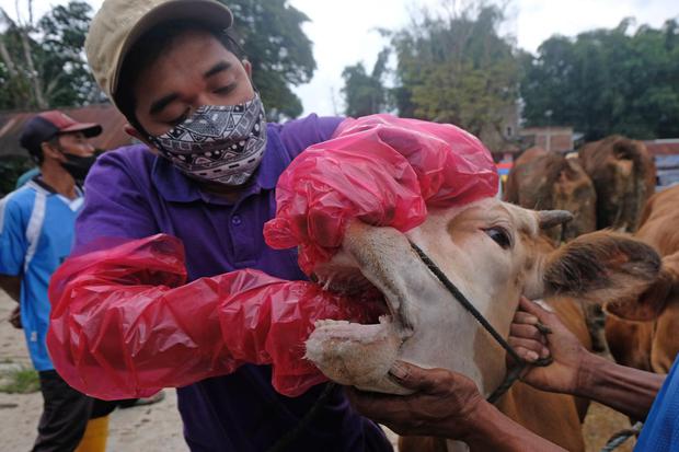 Petugas memeriksa mulut seekor sapi saat pemeriksaan hewan ternak terkait wabah penyakit mulut dan kuku (PMK) di Pasar Hewan Ngadirejo, Temanggung, Jawa Tengah, Rabu (25/5/2022). Dinas Peternakan dan Perikanan setempat melakukan pemeriksaan terhadap keseh