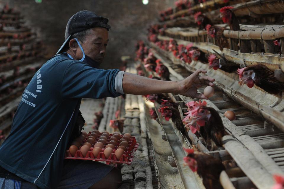 Pekerja memanen telur ayam di Denggungan, Banyudono, Boyolali, Jawa Tengah, Senin (30/5/2022). 
