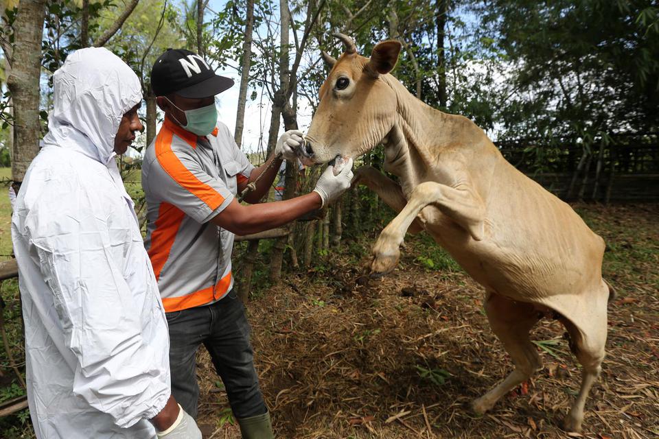 Petugas posko penanggulangan Penyakit Mulut dan Kuku (PMK) Kabupaten Aceh Besar memeriksa kesehatan sapi yang terjangkit PMK di Blang Bintang, Aceh Besar, Aceh, Selasa (31/5/2022). Kementerian Pertanian telah menetapkan Provinsi Aceh dan Jawa Timur sebaga