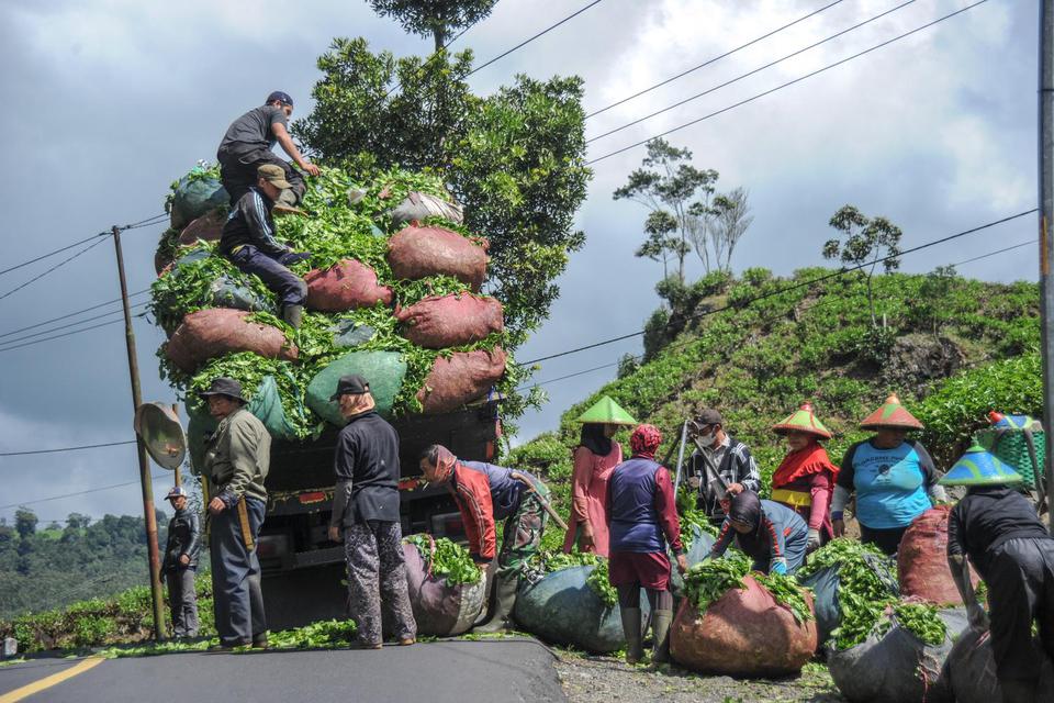 Buruh tani menaikan teh yang telah di panen ke dalam truk di perkebunan teh PTPN VIII di Ciwidey, Kabupaten Bandung, Jawa Barat, Selasa (7/6/2022). 