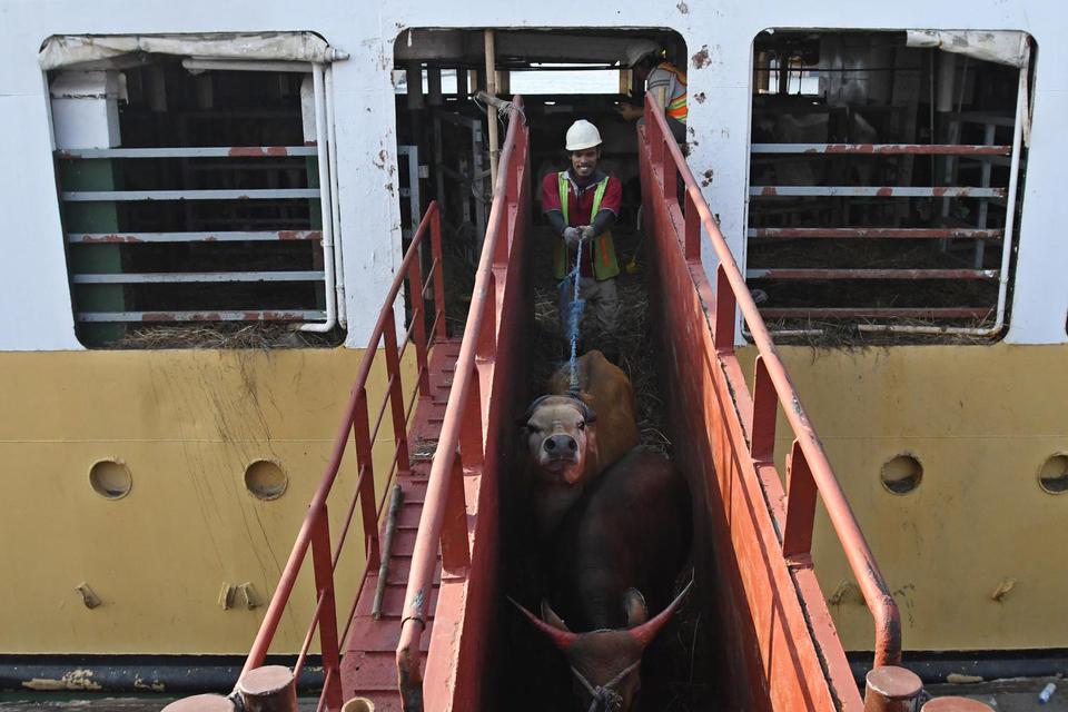 Petugas memindahkan sapi asal Nusa Tenggara Timur (NTT) dari Kapal Camara Nusantara ke truk di Pelabuhan Tanjung Priok, Jakarta, Jumat (10/6/2022). 