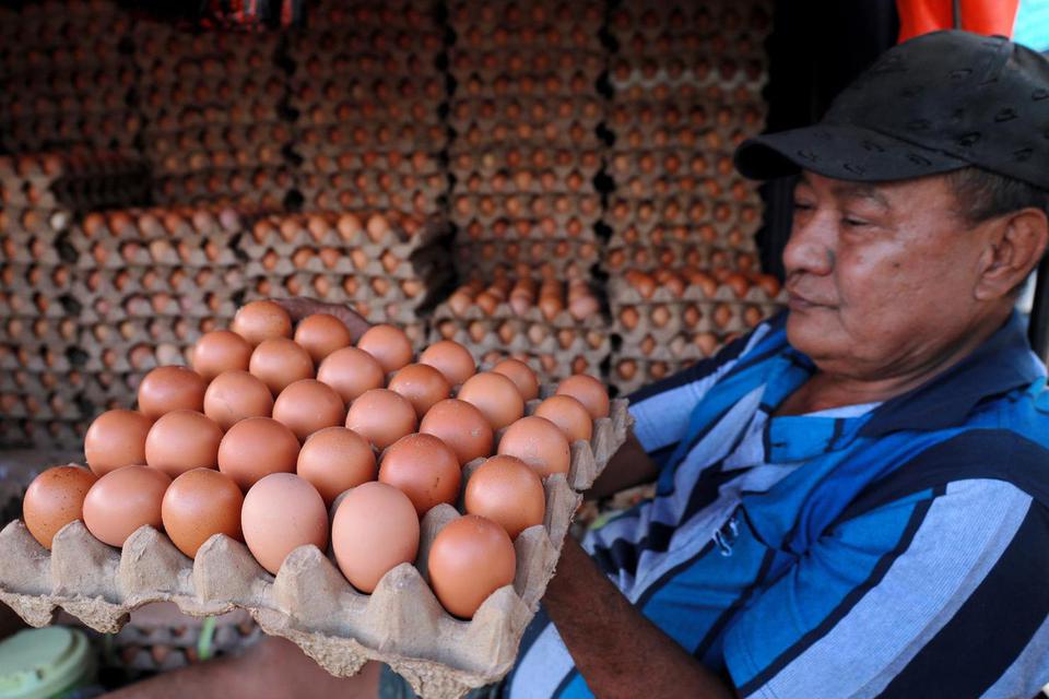 Pedagang menunjukkan telur ayam ras jualanya di pasar Mamuju, Sulawesi Barat, Minggu (12/06/2022). 