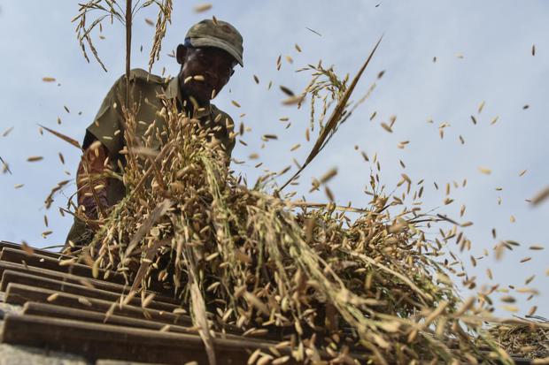 Petani merontokan padi di Sindarasa, Kabupaten Ciamis, Jawa Barat, Senin (13/6/2022). Perum Bulog menargetkan untuk menyerap gabah setara beras dari petani sebanyak 330 ribu ton pada puncak musim panen pertama 2022 untuk menjamin pasokan cadangan beras da