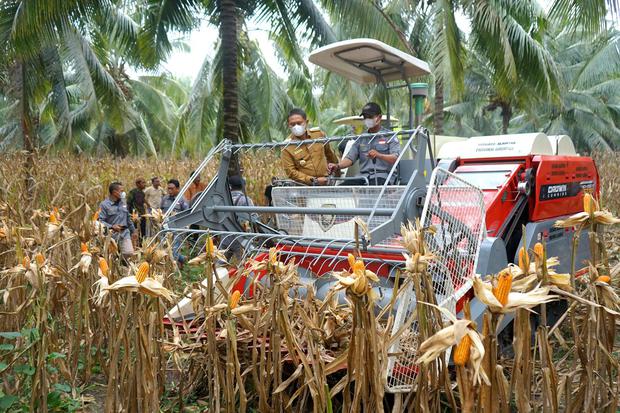 Penjabat Gubernur Gorontalo, Hamka Hendra Noer (kiri) naik kendaraan Combine Corn Harvester saat melakukan panen jagung di Desa Ombulo, Kabupaten Gorontalo, Gorontalo, Senin (13/6/2022). Pemerintah Provinsi Gorontalo menargetkan produksi jagung yang menja