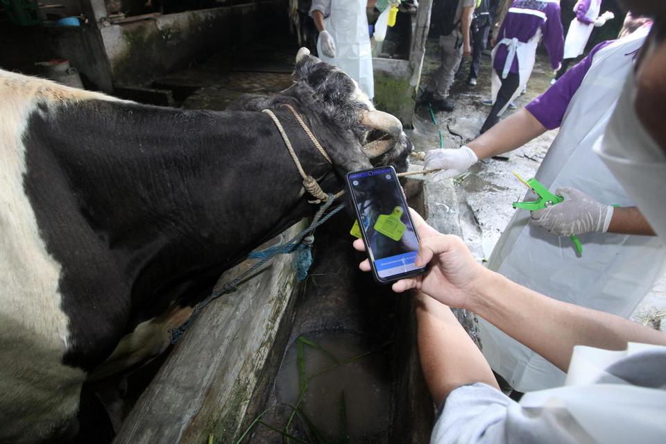 Dokter hewan dari Pusat Veteriner Farma (Putvetma) Surabaya memindai barcode seusai menyuntikkan vaksin wabah penyakit mulut dan kuku (PMK) untuk sapi di kandang kawasan Taman, Sepanjang, Sidoarjo, Jawa Timur, Selasa (14/6/2022).