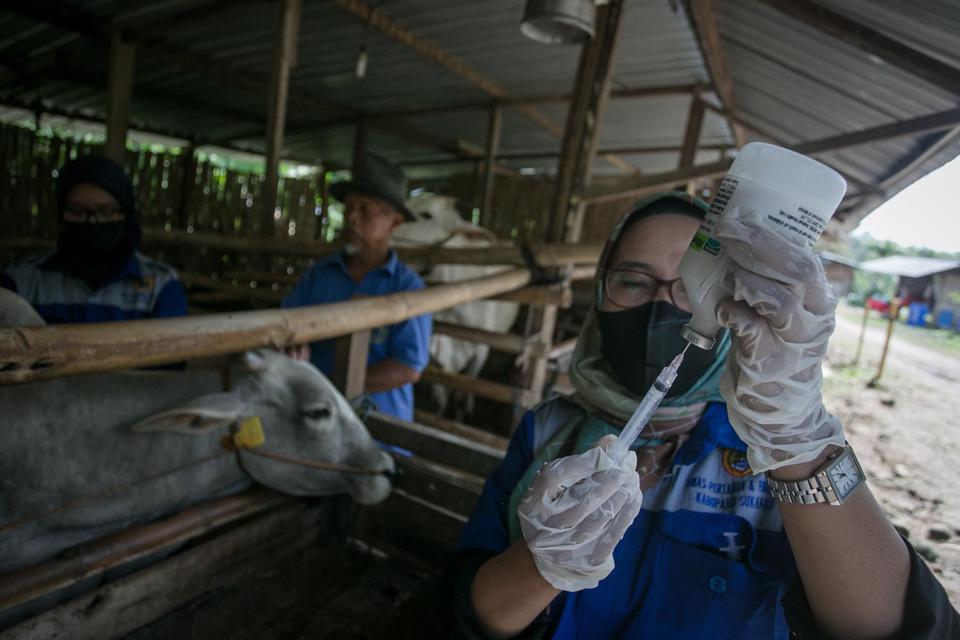 Dokter hewan Dinas Pertanian dan Perikanan menyiapkan dosis vaksin penyakit mulut dan kuku (PMK) untuk sapi ternak di Kandang Komunal Gapoktan Desa Mertan, Bendosari, Sukoharjo, Jawa Tengah, Sabtu (18/6/2022). Vaksinasi tersebut dilakukan untuk mencegah p