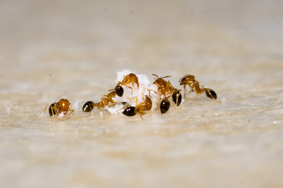 Ilustrasi, sekelompok semut mengerubungi makanan. Beberapa cara mengusir semut yaitu menggunakan cuka putih, bubuk kayu manis, pembersih kaca dan deterjen cair, serta minyak kayu putih.