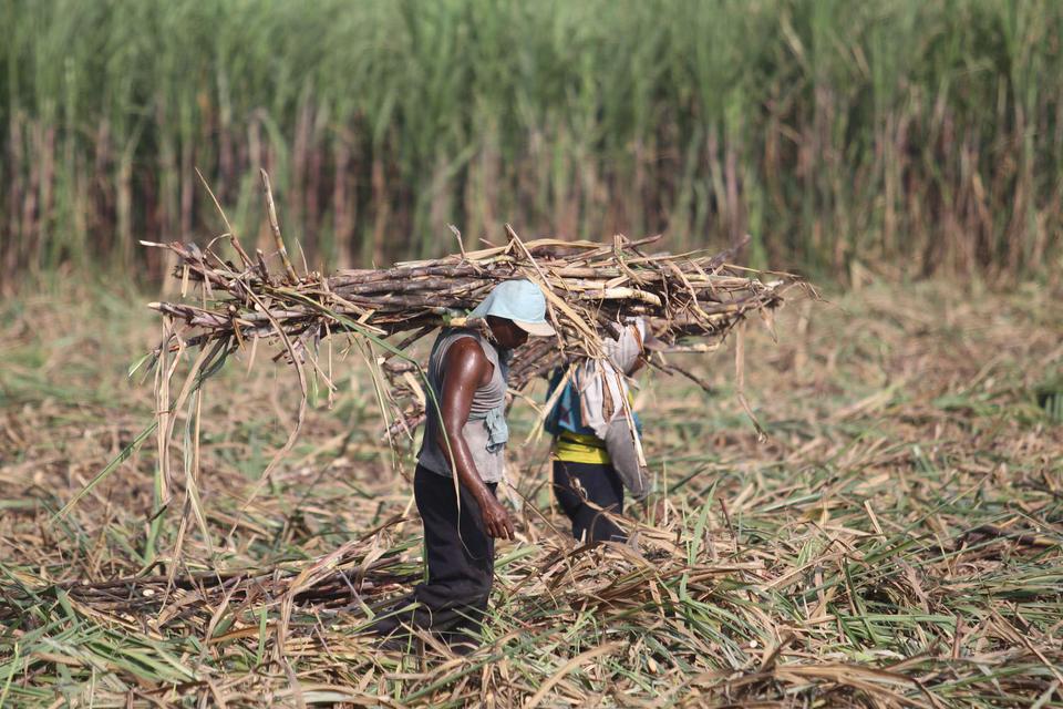 Jokowi Siapkan 1 Juta Hektar Lahan Kembangkan Ekosistem Industri Gula