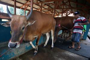 LARANGAN MASUK HEWAN QURBAN KE WILAYAH BANTEN