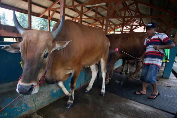 Pekerja menyemprotkan cairan disinfektan ke sapi yang dijual untuk qurban di Muncul, Tangerang Selatan, Banten, Rabu (22/6/2022). Pemerintah Provinsi Banten mulai Senin (27/6) melarang masuknya hewan qurban ke wilayah itu untuk mencegah penyebaran wabah p