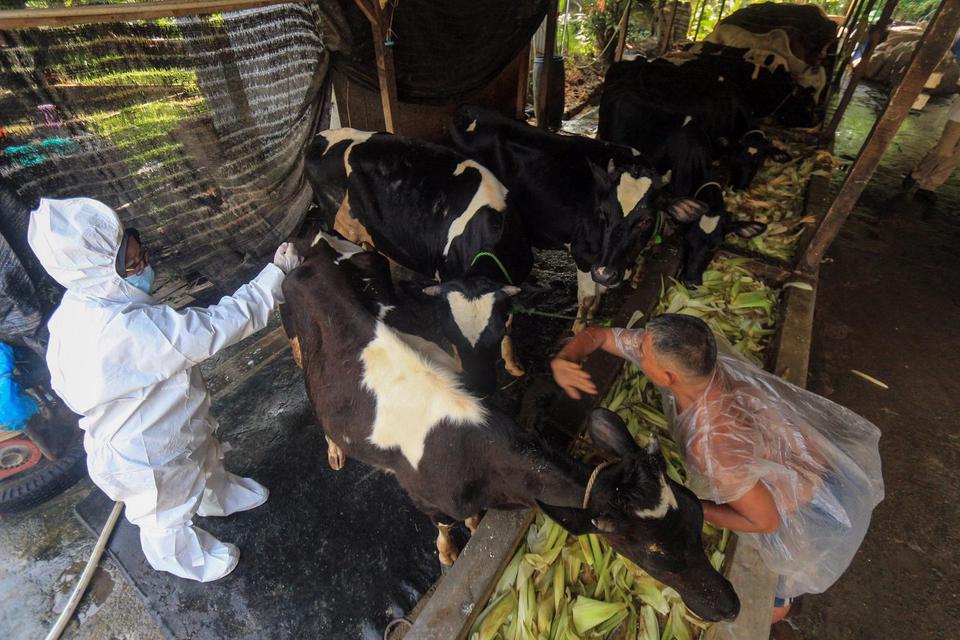 Petugas Dinas Perikanan dan Peternakan Kabupaten Bogor menyuntikkan vaksin penyakit mulut dan kuku (PMK) kepada hewan ternak sapi di salah satu peternakan sapi perah di Pondok Rajeg, Kabupaten Bogor, Jawa Barat, Selasa (28/6/2022). Provinsi Jawa Barat me