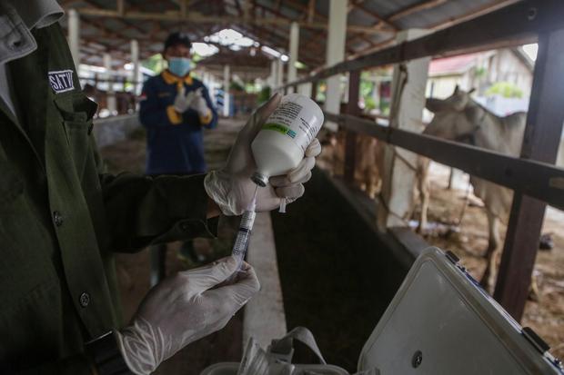 Petugas pusat kesehatan hewan (Puskeswan) menyiapkan vaksin penyakit mulut dan kuku (PMK) sebelum disuntikkan ke hewan ternak sapi di kawasan Jalan Bangaris, Palangka Raya, Kalimantan Tengah, Rabu (29/6/2022). Pemerintah Provinsi Kalimantan Tengah mendapa
