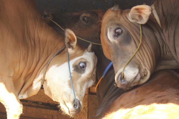 Tiga ekor sapi berteduh dari panas sinar matahari di Pasar Kambing, Tanah Abang, Jakarta Pusat, Rabu (29/06/2022). Menurut pedagang di pasar tersebut, wabah penyakit mulut dan kuku (PMK) telah menyebabkan menurunnya penjualan sapi kurban dan terbatasnya p