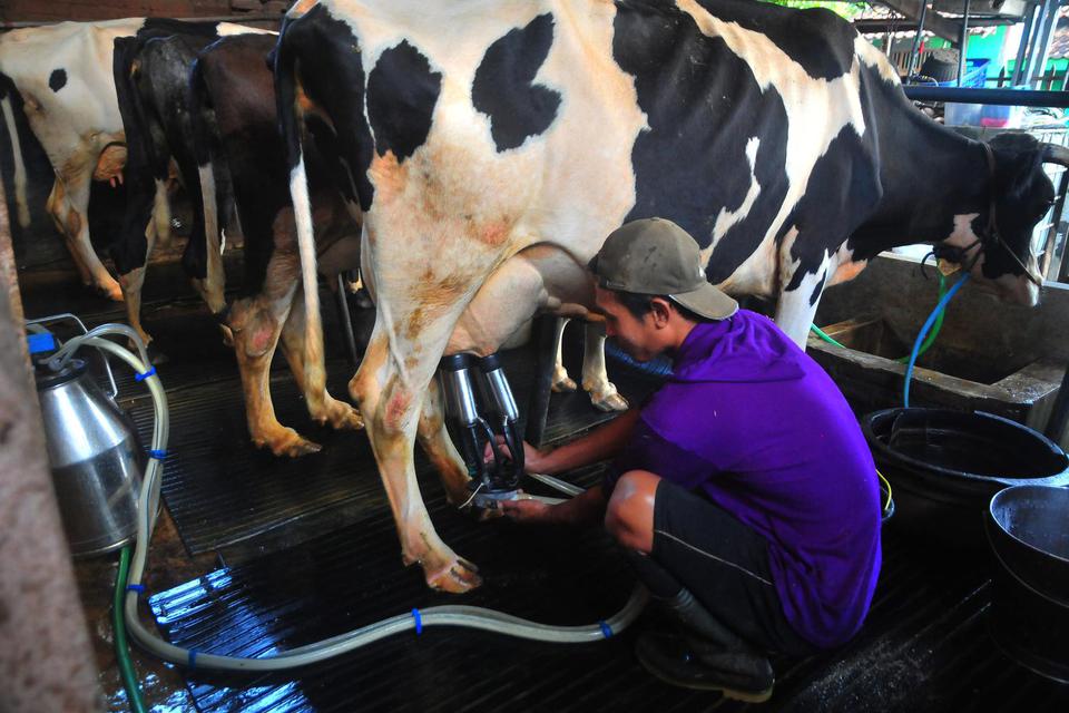 Peternak sapi perah memerah susu di Desa Garung Lor, Kaliwungu, Kudus, Jawa Tengah, Kamis (30/6/2022). Menurut peternak tersebut, dalam sehari dari belasan ekor sapinya mampu menghasilkan kurang lebih 100 liter susu dan dijual dengan harga Rp20 ribu per l