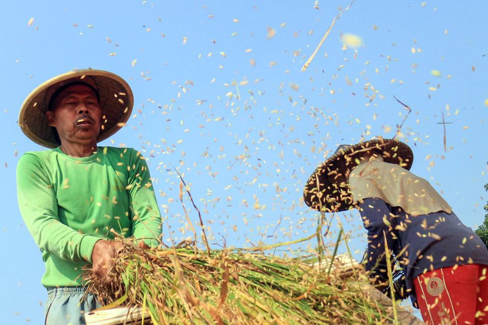 Petani memisahkan padi dari tangkainya secara tradisional di persaawahan kawasan Jonggol, Kabupaten Bogor, Jawa Barat, Kamis (30/6/2022). Menteri Pertanian Syahrul Yasin Limpo mengungkapkan berdasarkan data produktivitas padi, Indonesia menduduki urutan k