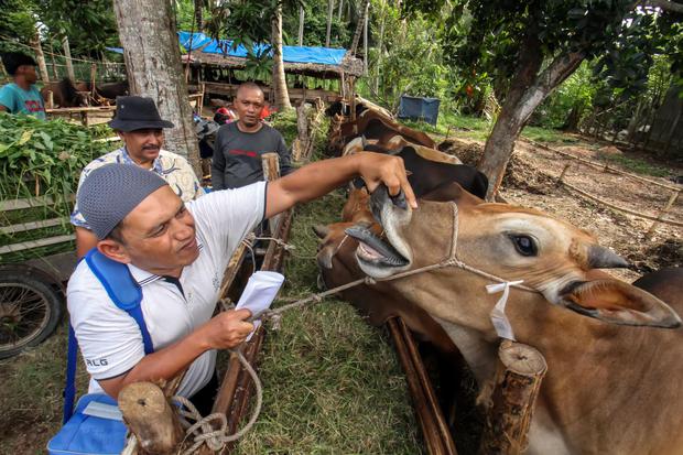 Petugas Dinas Kelautan Perikanan Pertanian dan Pangan (DKPPP) Bidang Peternakan Kota Lhokseumawe memeriksa kesehatan mulut hewan kurban di salah satu peternakan di Desa Bandar Masen, Lhokseumawe, Aceh, Kamis (30/6/2022). Pemeriksaan tersebut untuk memasti