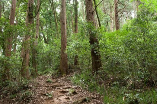 Ibaraki Forest