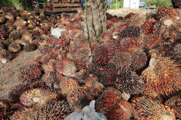 Pekerja menurunkan Tandan Buah Segar (TBS) kelapa sawit dari atas mobil di Desa Lemo - Lemo, Kabupaten Mamuju Tengah, Sulawesi Barat, Sabtu (2/7/2022). Harga TBS kelapa sawit tingkat pengepul sejak sebulan terakhir mengalami penurunan harga dari Rp2.280 p