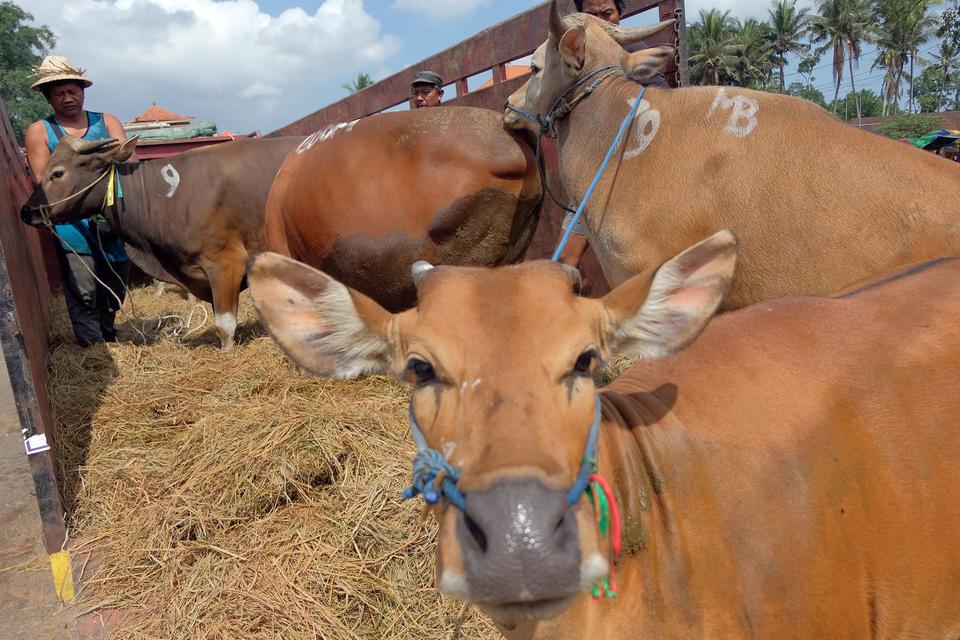 Pekerja menggiring sapi Bali ke atas truk untuk dikirim ke Kabupaten Jembrana di Pasar Hewan Beringkit, Badung, Bali, Minggu (3/7/2022). Dinas Pertanian dan Ketahanan Pangan Provinsi Bali menghentikan sementara pengiriman sapi Bali ke luar pulau sejak Sab