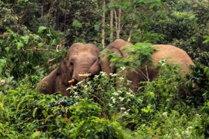 GAJAH LIAR MASUK PERKEBUNAN WARGA