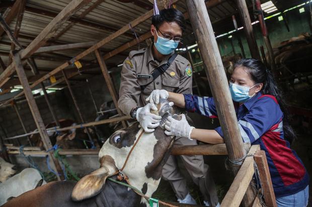 Petugas Dinas Pertanian dan Ketahanan Pangan Kota Palangka Raya memeriksa mulut sapi yang di salah satu penjual hewan kurban di Palangka Raya, Kalimantan Tengah, Senin (4/7/2022). Pemeriksaan tersebut guna memastikan kondisi kesehatan hewan kurban yang di