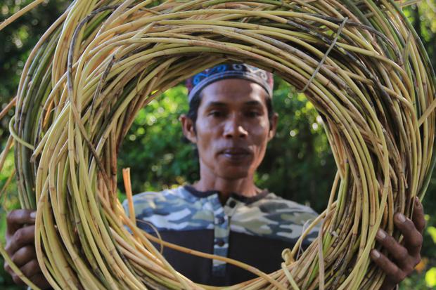 Petani menunjukkan komoditas hasil hutan non kayu jenis rotan untuk kebutuhan Usaha Mikro Kecil dan Menengah (UMKM) yang diperoleh dikawasan pedalaman hutan Kabupaten Aceh Barat dan Kabupaten Nagan Raya, Aceh, Rabu (6/7/2022). Provinsi Aceh merupakan sala