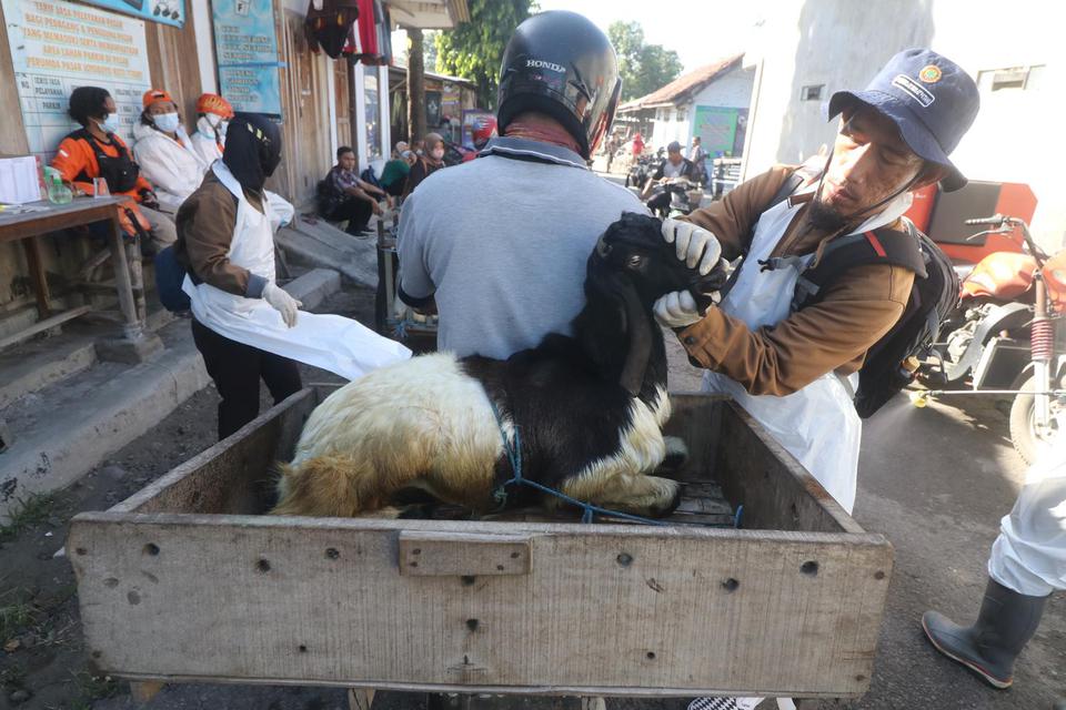 Petugas Dinas Ketahanan Pangan dan Pertanian memeriksa kondisi kesehatan kambing di Pasar Hewan Muning, Kota Kediri, Jawa Timur, Kamis (7/7/2022). Pemerintah daerah setempat memperketat pengawasan penjualan hewan di pasar dengan pemeriksaan kesehatan, men
