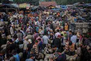 Geliat Pedagang Hewan Kurban Jelang Idul Adha di Pasar Hewan Jonggol