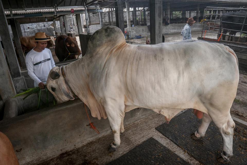 Peternak memberi pakan sapi jenis ongole di Kota Cilegon, Banten, Sabtu (9/7/2022). Sapi kurban seberat 1,1 ton tersebut dibeli Presiden Joko Widodo seharga Rp112 juta untuk disembelih dan dibagikan kepada warga pada Hari Raya Idul Adha 1443 H, Minggu (10