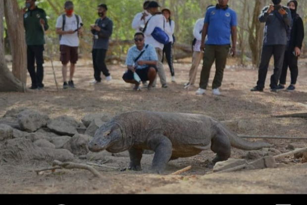 Taman Nasional Komodo