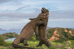 Taman Nasional Komodo