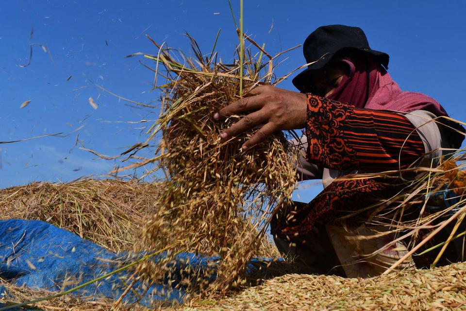 Petani memanen padi gadu di Wayut, Jiwan, Kabupaten Madiun, Jawa Timur, Rabu (13/7/2022). Menurut petani tersebut harga jual gabah kering sawah saat ini Rp4.500 hingga Rp4.600 per kilogram, lebih tinggi dibanding musim panen padi gadu tahun lalu yaitu Rp4