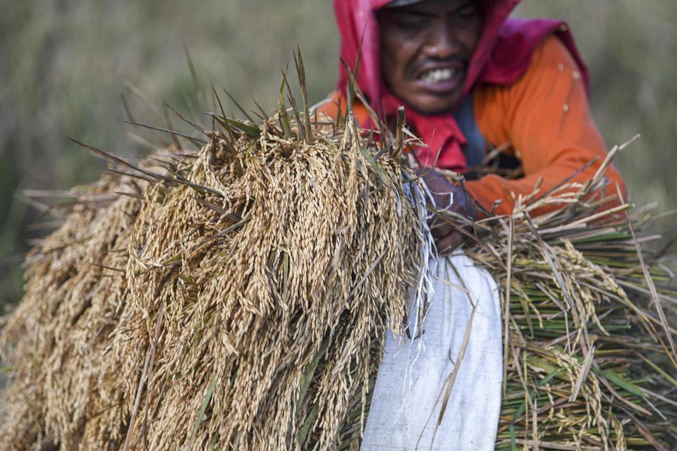 Petani mengangkat padi yang dipanen di areal persawahan Rorotan, Jakarta Utara, Kamis (14/7/2022). Badan Pusat Statistik (BPS) mencatat Nilai Tukar Petani (NTP) pada Juni 2022 secara nasional naik menjadi 105,9, kenaikan ini lebih tinggi dari Mei 2022 den