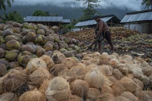 EKSPOR KELAPA DAN KOPRA KE CHINA