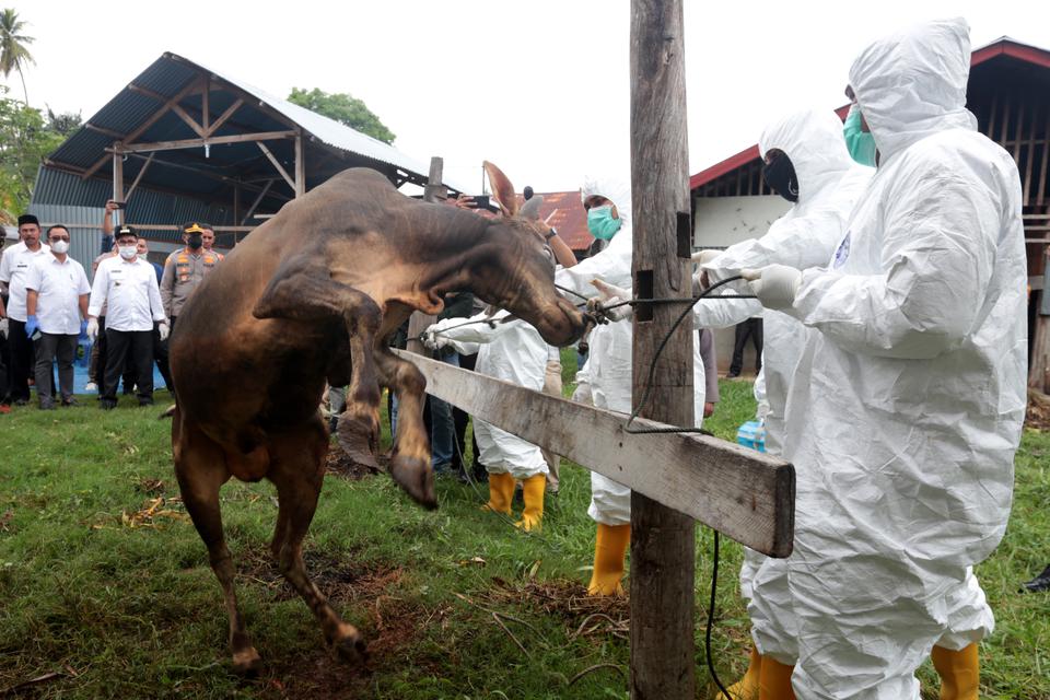 Petugas Satuan Tugas Penanganan Penyakit Mulut dan Kuku (Satgas PMK) melakukan penyuntikan vaksin terhadap sapi milik warga di Banda Aceh, Aceh, Jumat (29/7/2022). Data Satgas PMK menyebutkan, hingga 28 Juli 2022 sebanyak 746.243 ekor sapi yang tersebar d