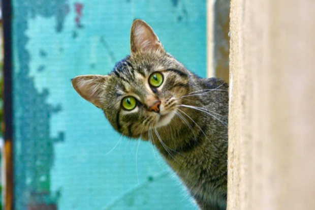 Ilustrasi Kucing