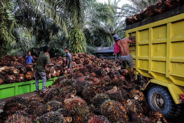 Pekerja memuat hasil perkebunan kelapa sawit di Medang Sari, Kecamatan Arut Selatan, Kotawaringin Barat, Kalimantan Tengah, Jumat (19/8). Petani belum menikmati efek positif dari pembebasan pungutan ekspor minyak sawit mentah yang sudah dirasakan para pel