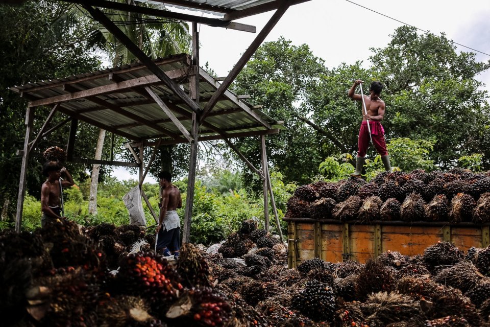 Pekerja memuat tandan buah segar di Desa Kubu, Kumai, Kabupaten Kotawaringin Barat, Provinsi Kalimantan TengahJumat (19/8). Petani belum menikmati efek positif dari pembebasan pungutan ekspor minyak sawit mentah yang sudah dirasakan para pelaku industri k