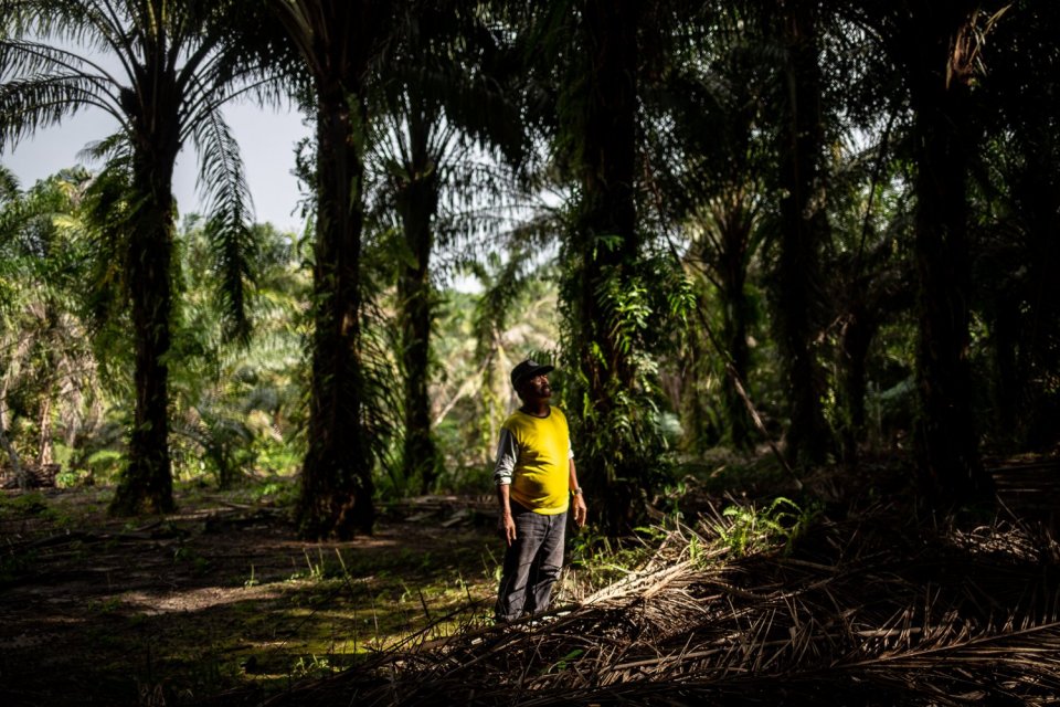 Seorang petani berdiri di perkebunan kelapa sawit miliknya di Medang Sari, Kecamatan Arut Selatan, Kotawaringin Barat, Kalimantan Tengah, Jumat (19/8). Petani belum menikmati efek positif dari pembebasan pungutan ekspor minyak sawit mentah yang sudah dira