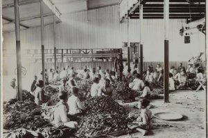 Pabrik pengolahan teh di Majalengka, Jawa Barat.