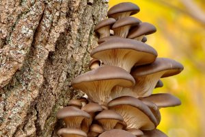 Ilustrasi jenis jamur kayu