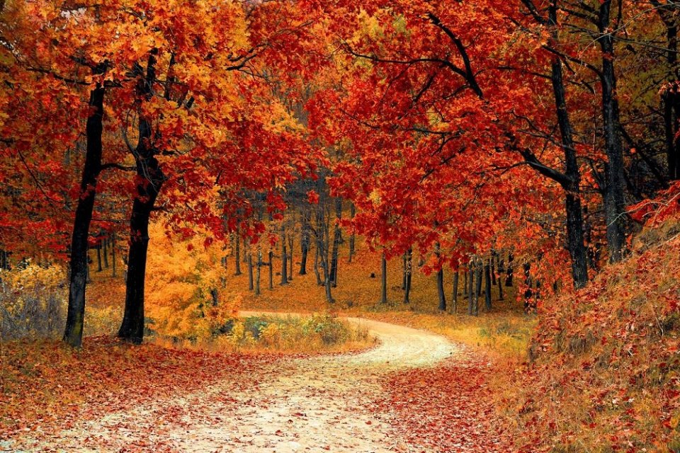 Musim gugur adalah jenis musim yang ditandai dengan gugurnya daun dan udara lebih dingin