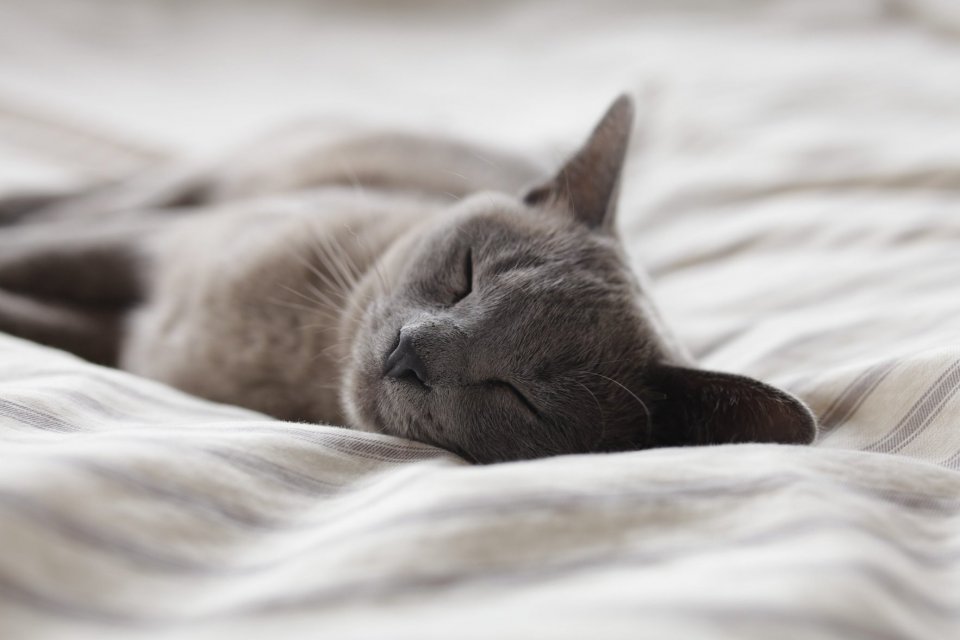 Cara Mengobati Kucing Muntah